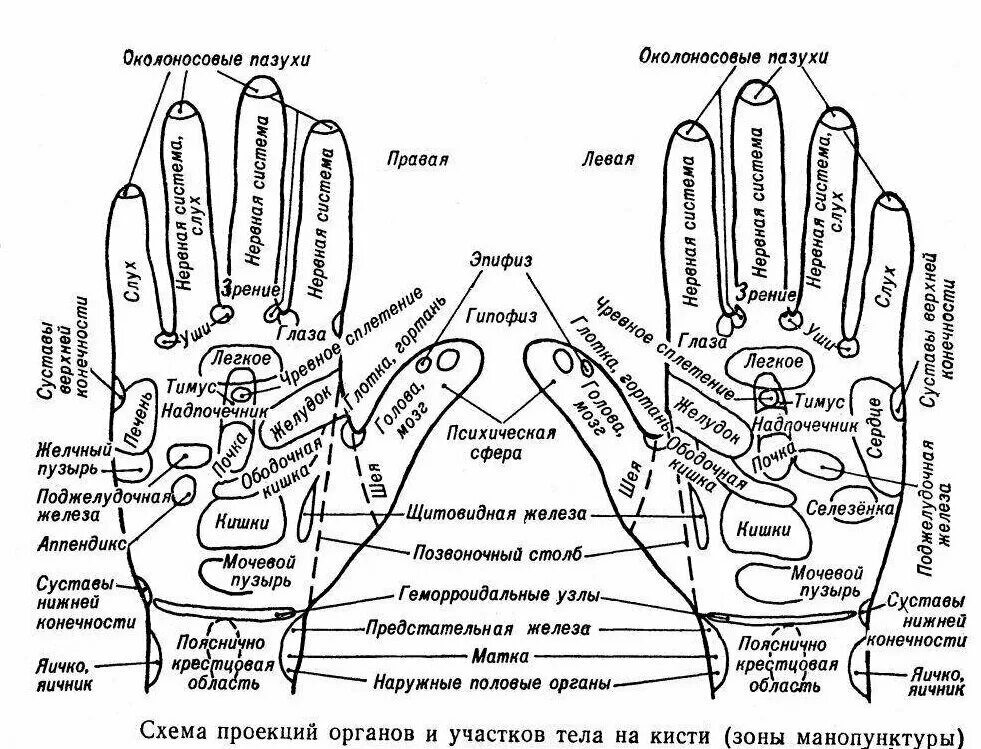 Правая рука схема расположения Массаж РА, massage salon, Sochi, ulitsa Kameliy, 18/3 - Yandex Maps