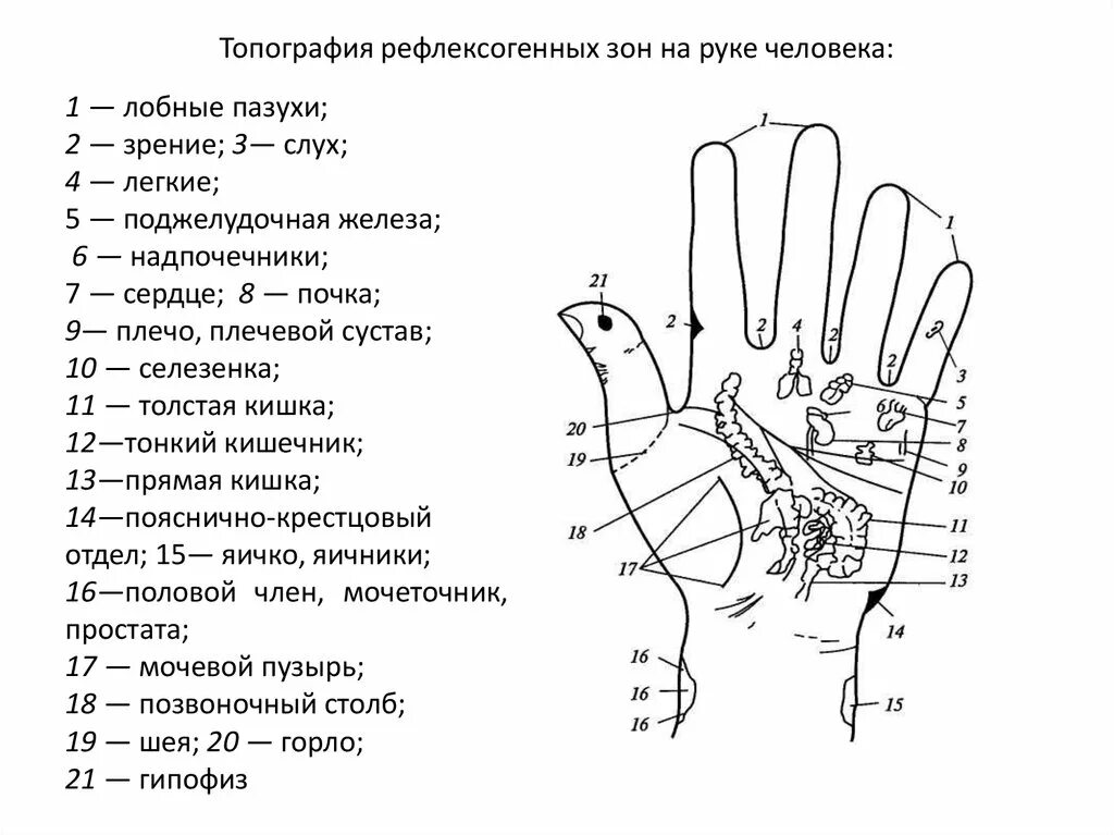 Правая рука схема расположения С какими органами связана рука: найдено 84 изображений