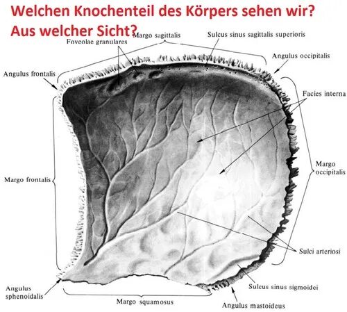 Правая теменная кость где находится фото Diagram of Теменная кость Quizlet