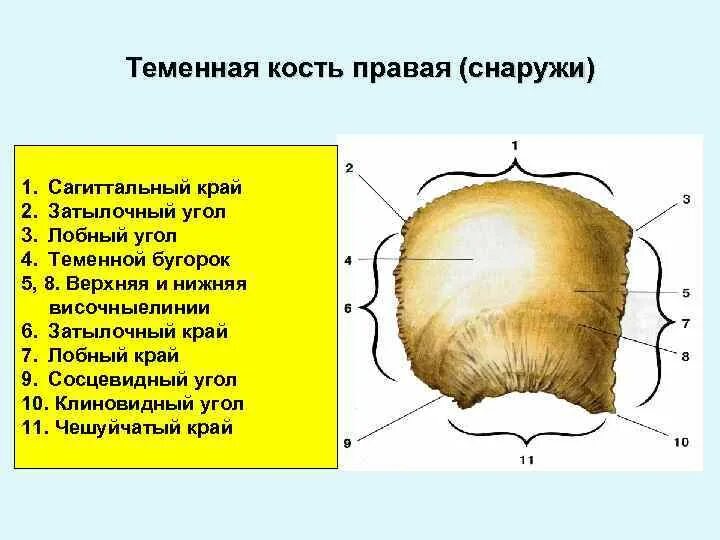 Правая теменная кость где находится фото Теменная кость парная: найдено 67 изображений