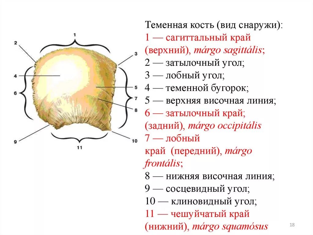 Правая теменная кость где находится фото Теменная кость отдел