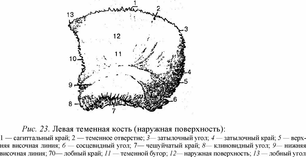 Пластинка в веществе кости