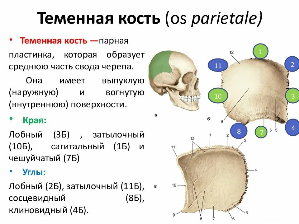 Правая теменная кость где находится фото Костями черепа являются теменная кость: найдено 85 изображений