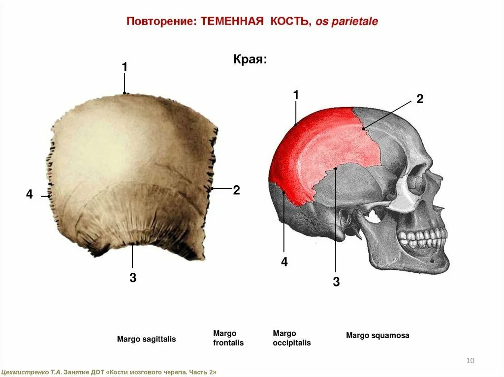 Правая теменная кость где находится фото Теменная кость парная: найдено 67 изображений