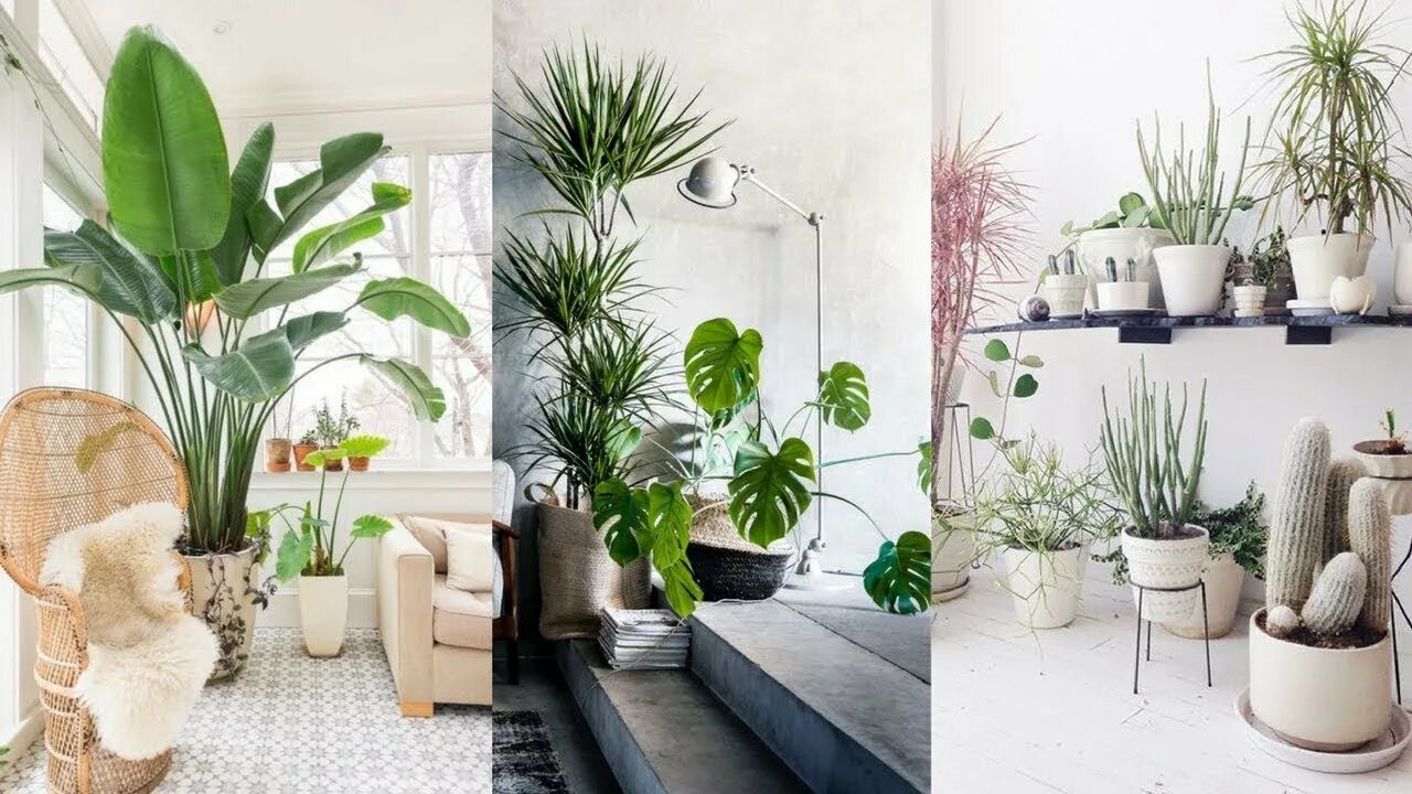 Правила цветов в интерьерах Best Inspiration Modern Indoor plants decor Home garden design ideas 2019 - YouT