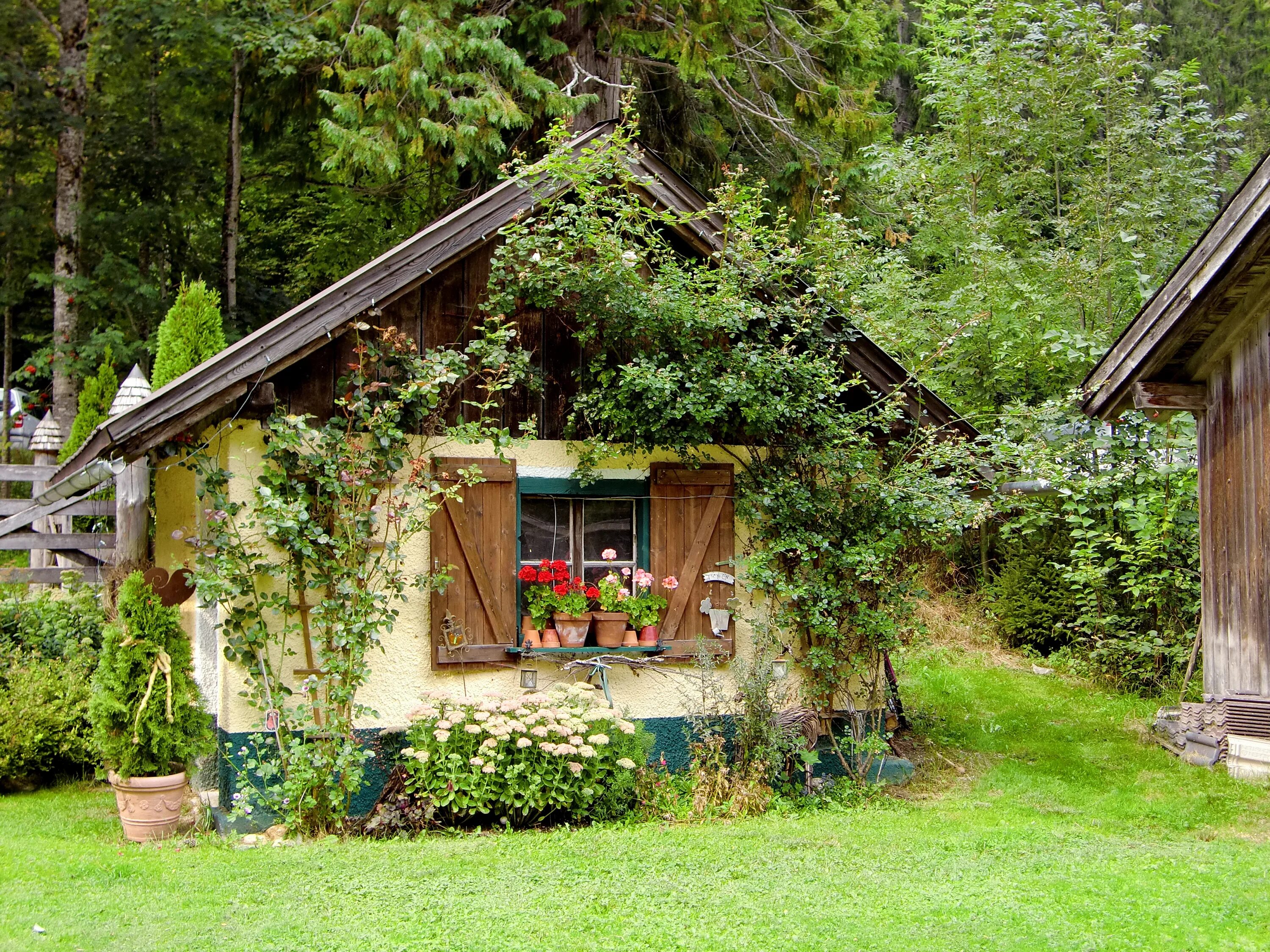 Правильная дача фото Free Images : tree, flower, building, home, hut, village, jungle, cottage, backy