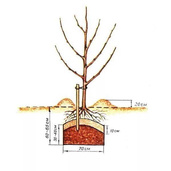 Правильная посадка яблони фото Схема посадки яблони весной Gardening tips, Berries, Garden