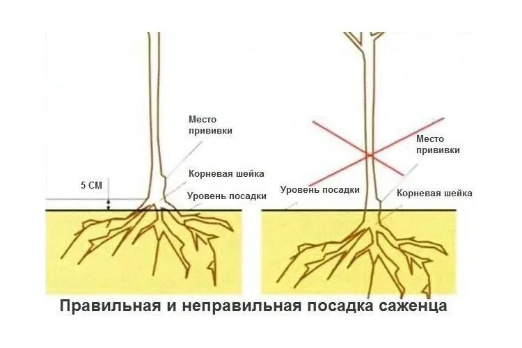 Правильная посадка яблони фото 2- х лет Яблоня карликовая Братчуд - Купить саженцы яблонь в Екатеринбурге, цена