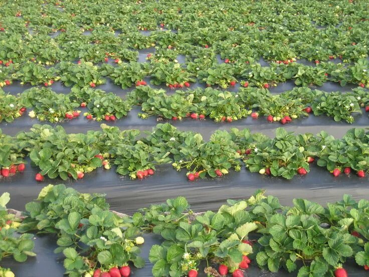 Правильно посаженная клубника фото Strawberries growing in a strawberry field. Growing strawberries, Strawberry fie