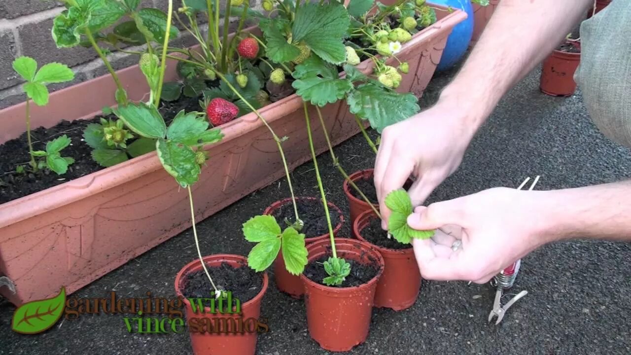 Правильно посаженная клубника фото Planting Strawberry Runners, Propagating Strawberries the easy way. - YouTube