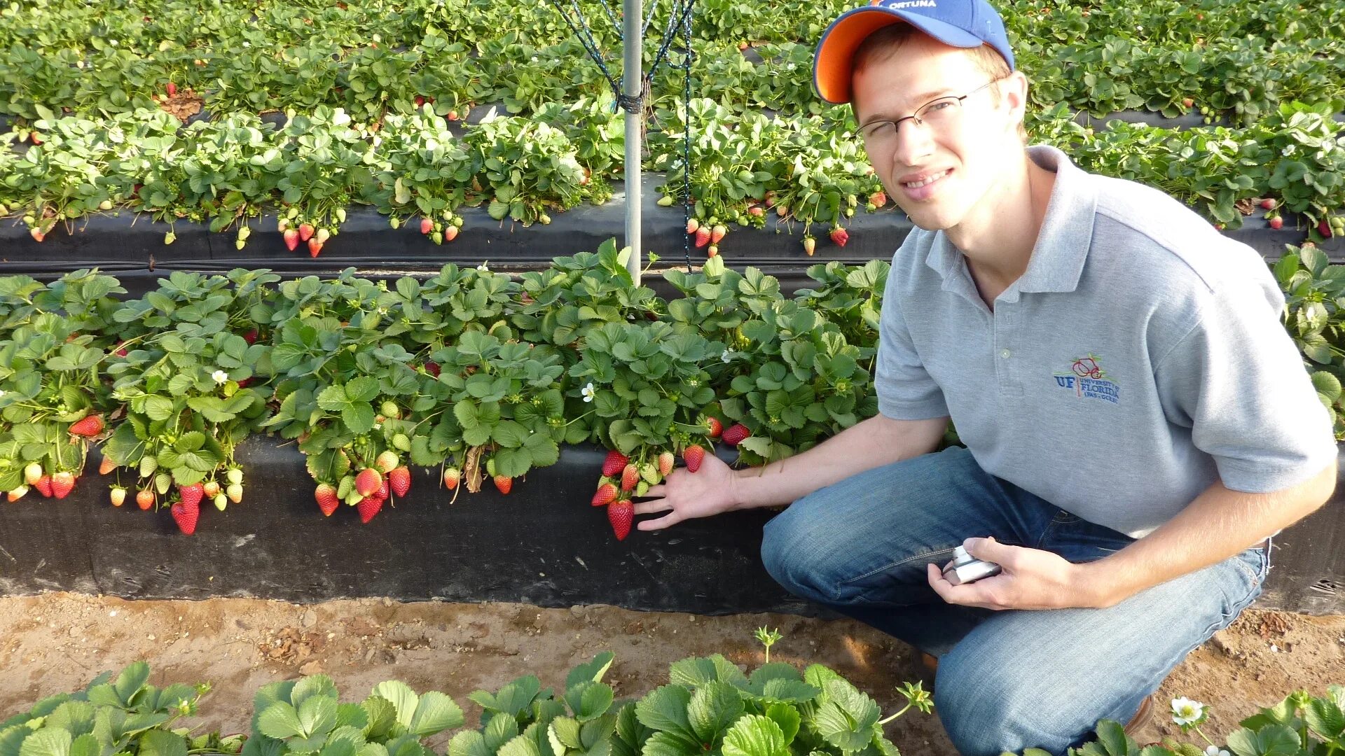 Правильно посаженная клубника фото Florida scientists: Strawberries are not genetically engineered - Vegetable Grow