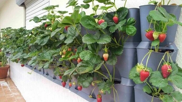 Правильно посаженная клубника фото Gemüsegarten anlegen und sich über frohe Ernte auf Balkon oder Terrasse freuen C