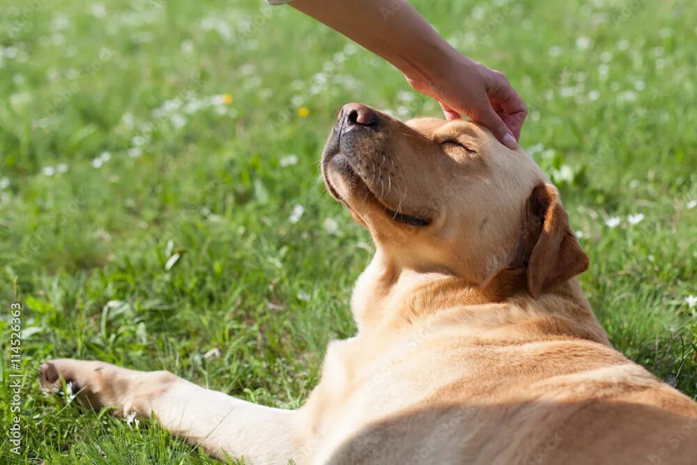 Правильно собака фото happy dog Фотографія Stock Adobe Stock