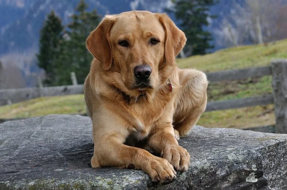 Правильно собака фото Visítanos para conocer más de Labradores :) Golden retriever, Dogs, Dog breeds