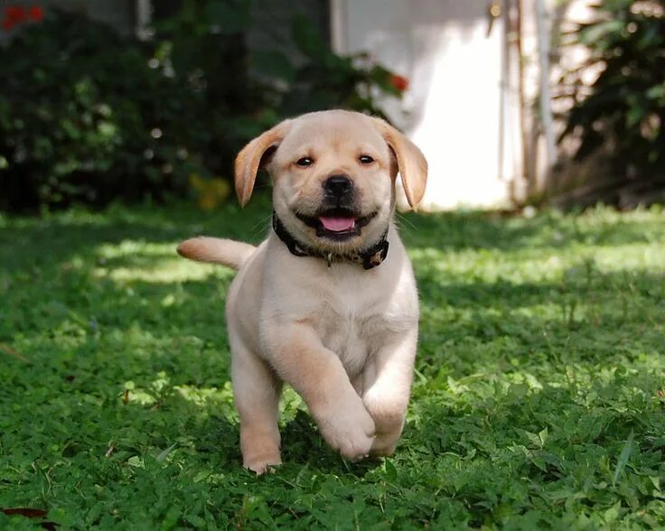 Правильно собака фото a puppy - Google Search Puppies, Happy dogs, Cute puppies