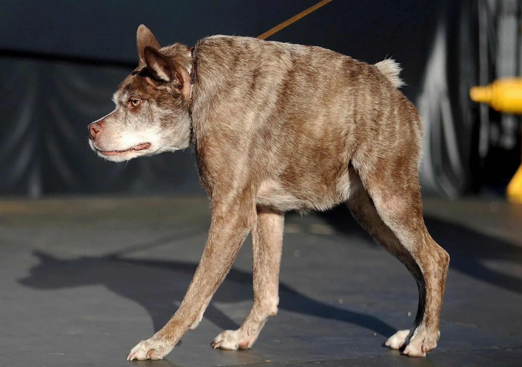 Правильно собака фото The World's Ugliest Dog competition - Mirror Online