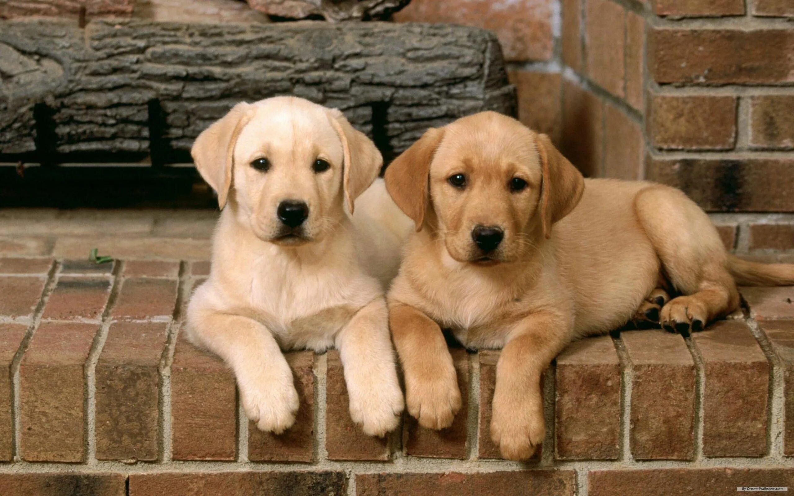 Правильно собака фото Dogs Wallpaper: Dogs Labrador retriever dog, Dog breeds, Labrador retriever pupp