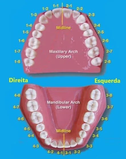 Правильное расположение зубов фото Nome e numeração dos dentes, suas funções e curiosidades Teeth, Dental, Dental a