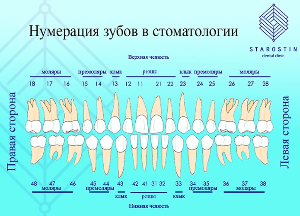 Правильное расположение зубов фото Как понять что у тебя зуб: найдено 83 изображений