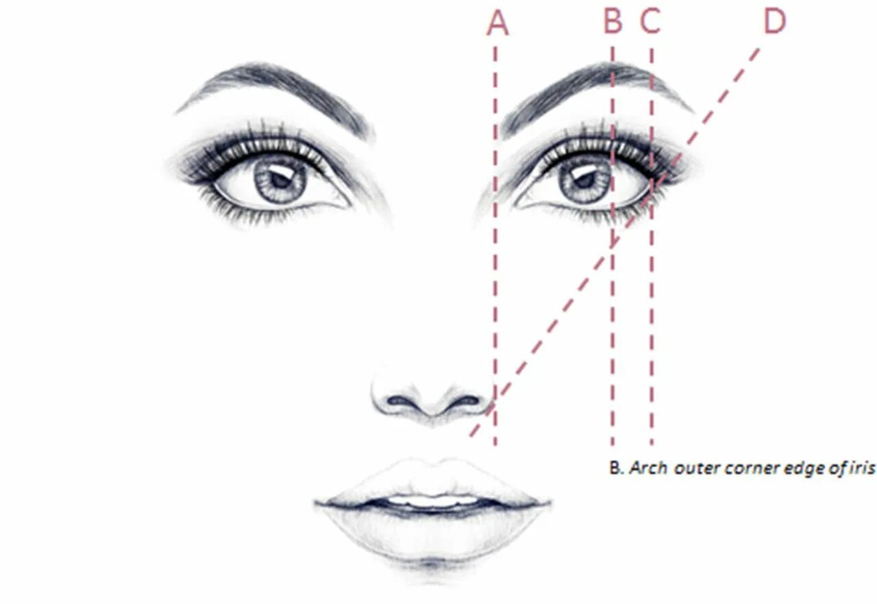 Правильные брови схема фото Image result for best eyebrow shape for diamond face Perfect eyebrow shape, Perf