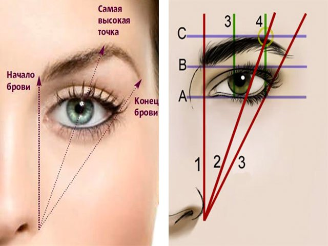 Правильные брови схема фото Как правильно красить брови тенями фото пошагово Eyebrow makeup tips, Eyebrow ma