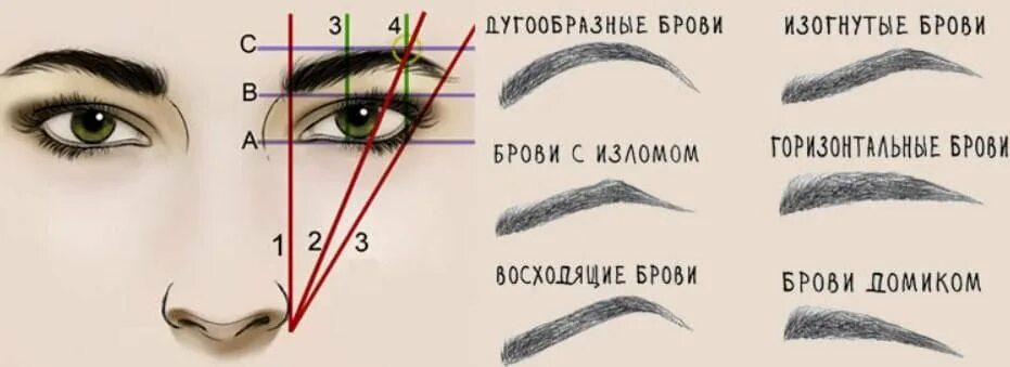 Правильные брови схема фото Индекс бровки: найдено 88 изображений