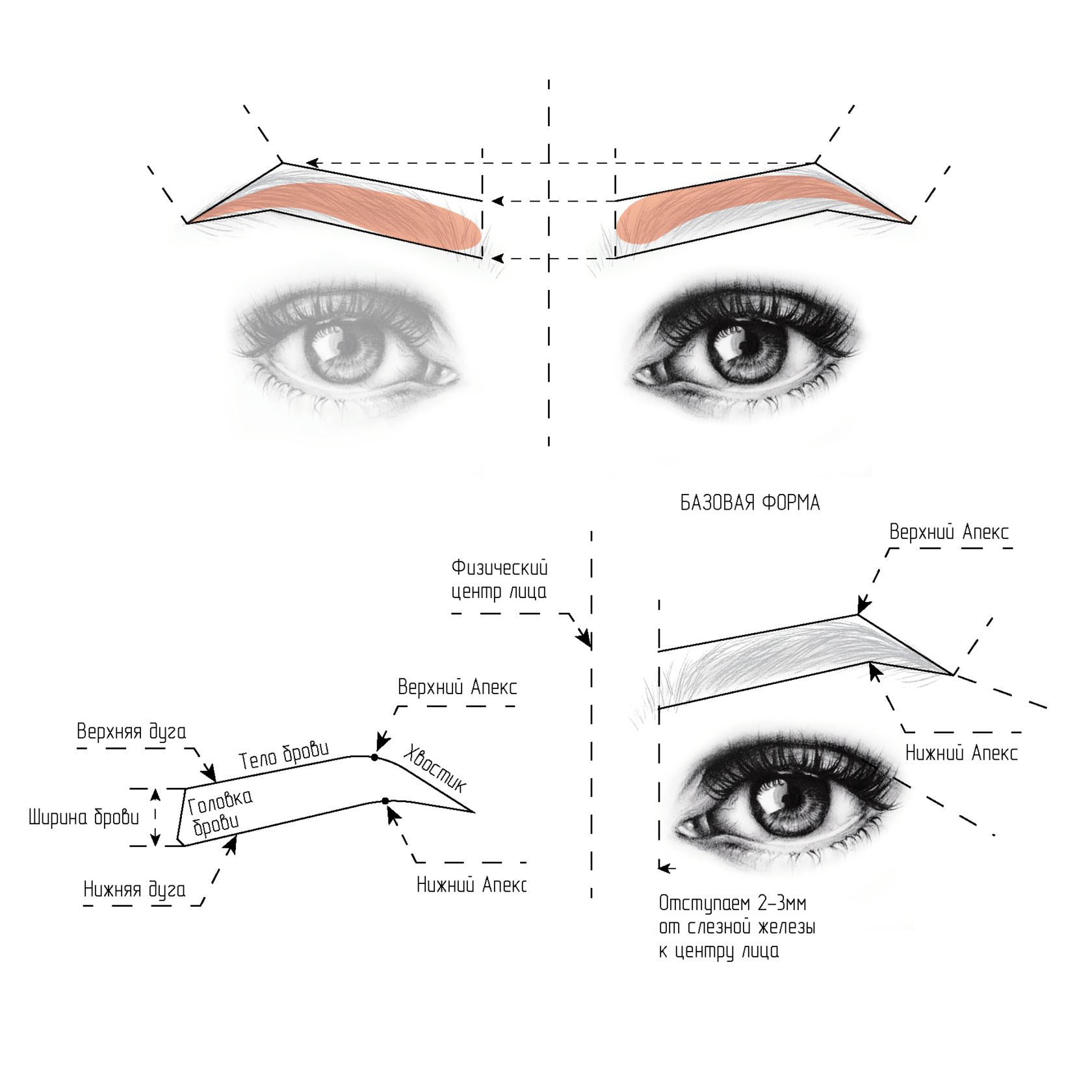 Правильные брови схема фото Типы лица, формы бровей Брови, Татуированные брови, Восковая депиляция бровей