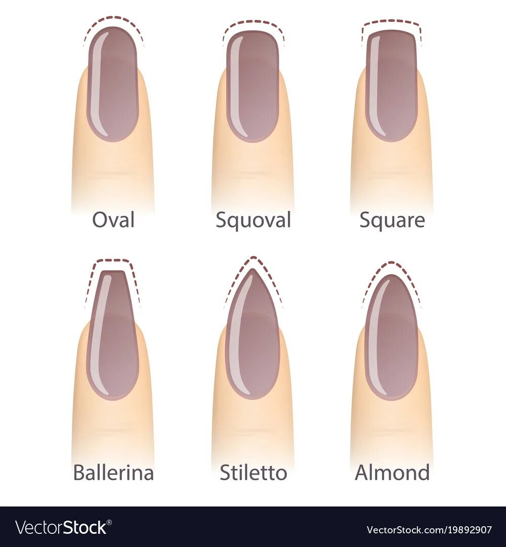 Правильные формы ногтей фото Set of nails shapes Royalty Free Vector Image - VectorStock