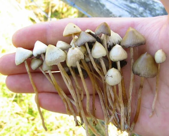 Правильные грибы фото Файл:Psilocybe semilanceata.jpg - Вікіпедія