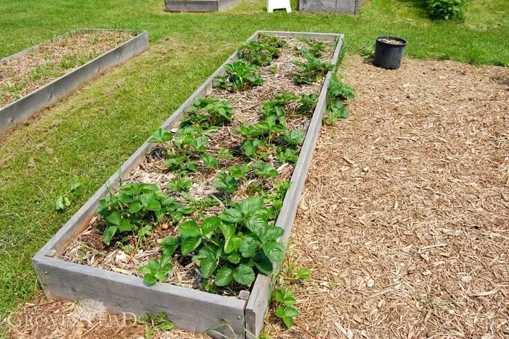 Правильные грядки клубники фото Growing Blueberries on Your Homestead