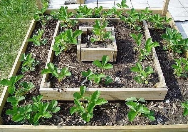 Правильные грядки клубники фото Фотография Strawberry garden, Strawberry plants, Herb garden pots