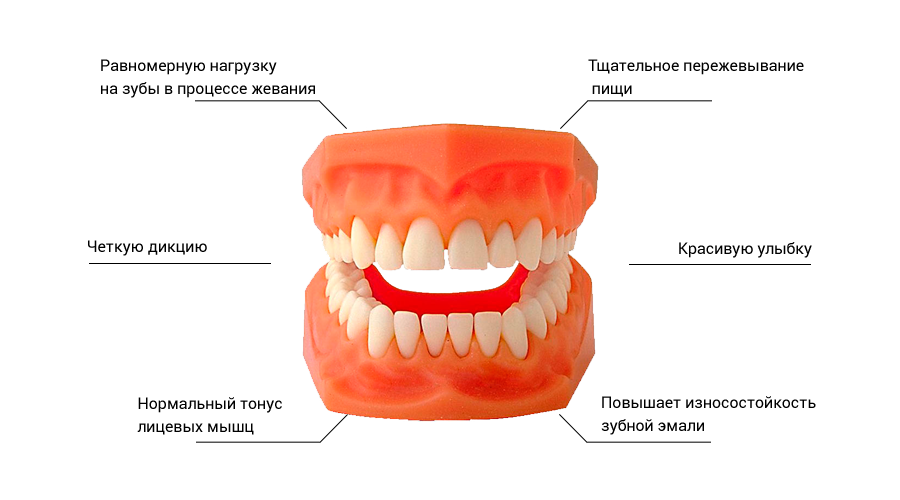 Правильный прикус у человека схема фото Исправление неправильного прикуса у детей в Екатеринбурге детская стоматология К