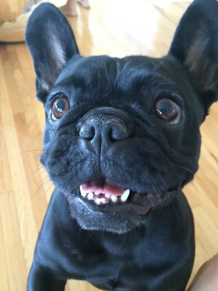 Правильный прикус у французского бульдога фото Adorable Black French Bulldog