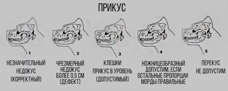 Правильный прикус у французского бульдога фото Комментарии к стандарту кане-корсо в картинках и схемах