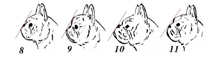 Правильный прикус у французского бульдога фото СТАНДАРТ ПОРОДЫ "ФРАНЦУЗСКИЙ БУЛЬДОГ С КАРТИНКАМИ И КОММЕНТАРИЯМИ. - Французский