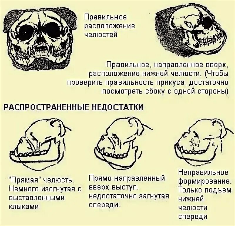 Правильный прикус у французского бульдога фото Стандарт породы в картинках. ВКонтакте