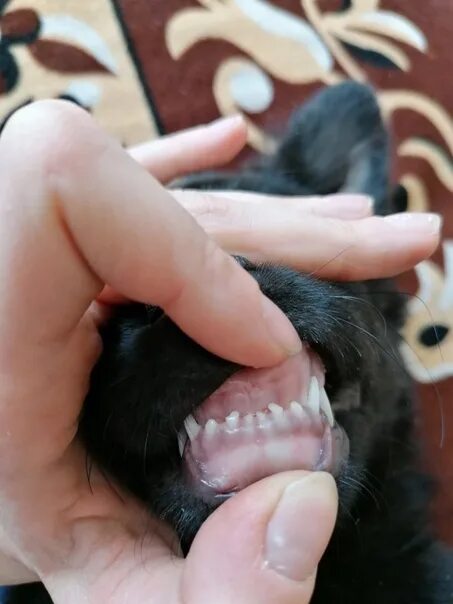 Malocclusion in a dog: symptoms and treatment https://soba4nik.ru/nepravilnyj-pr