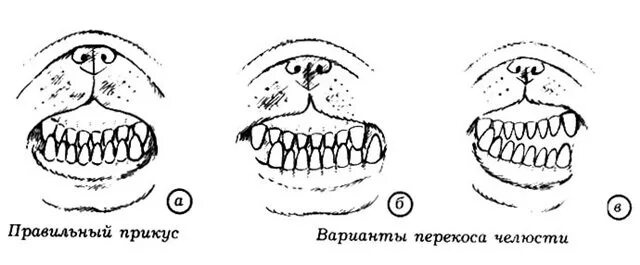 Правильный прикус у шпица фото Аномалия прикуса - Ветеринарный стоматологический словарь. Буква "А"