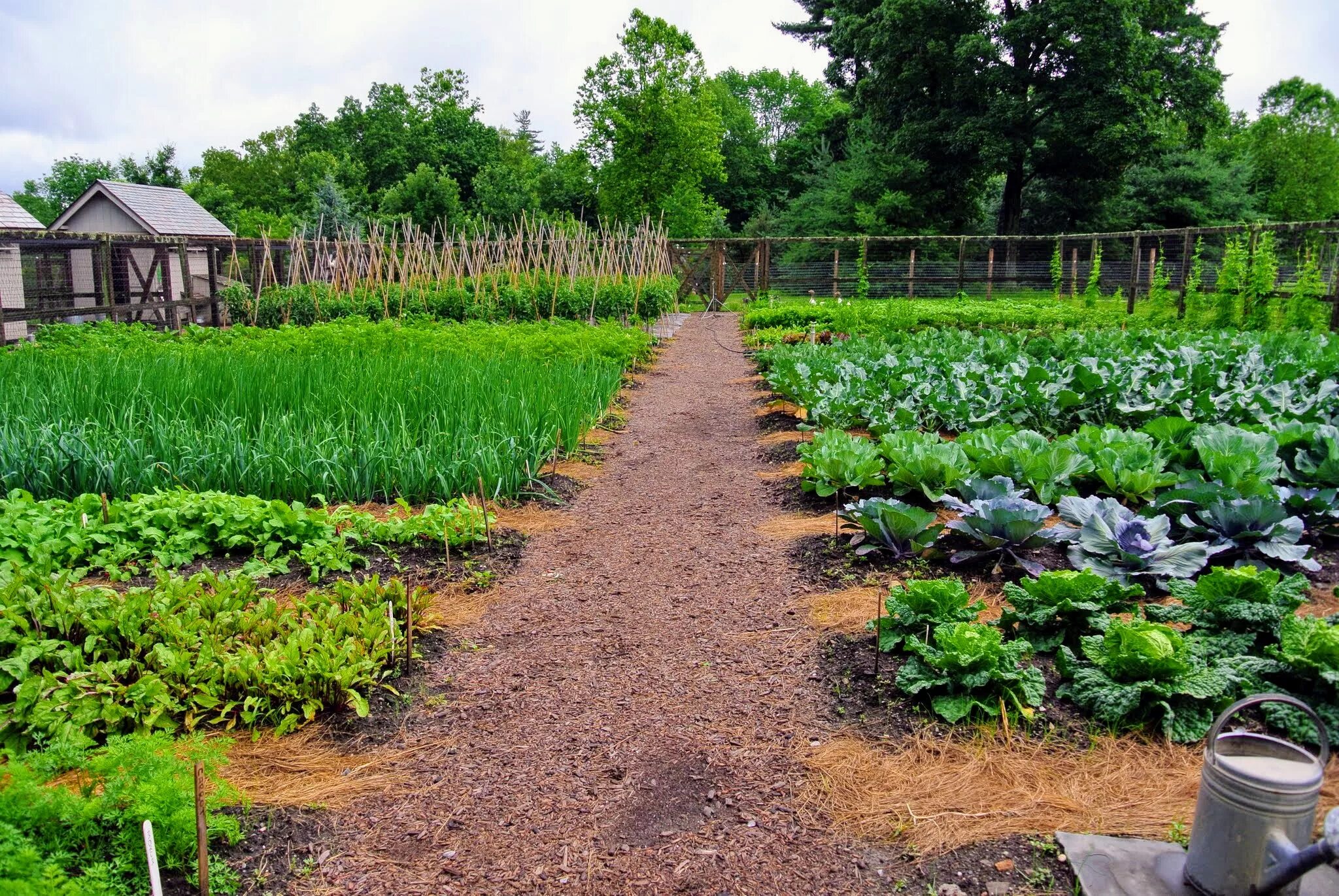 Правильный сад и огород фото The Vegetable Garden and the Season's First Harvest - The Martha Stewart Blog