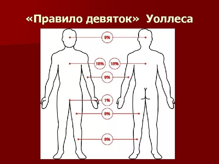 Правило 9 фото Передняя поверхность туловища по правилу девятки: найдено 89 изображений