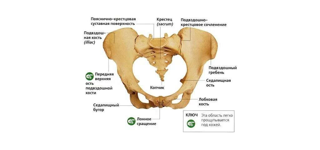 Правой подвздошной кости фото Архивы Крестцово-подзвдошное сочленение - Медицинский Диагностический Центр "Мое