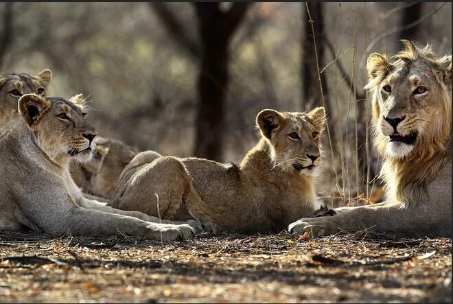 Прайд 61 10 й микрорайон фото Asiatic Lion Pride Spotted on Coastal Highway - India's Endangered