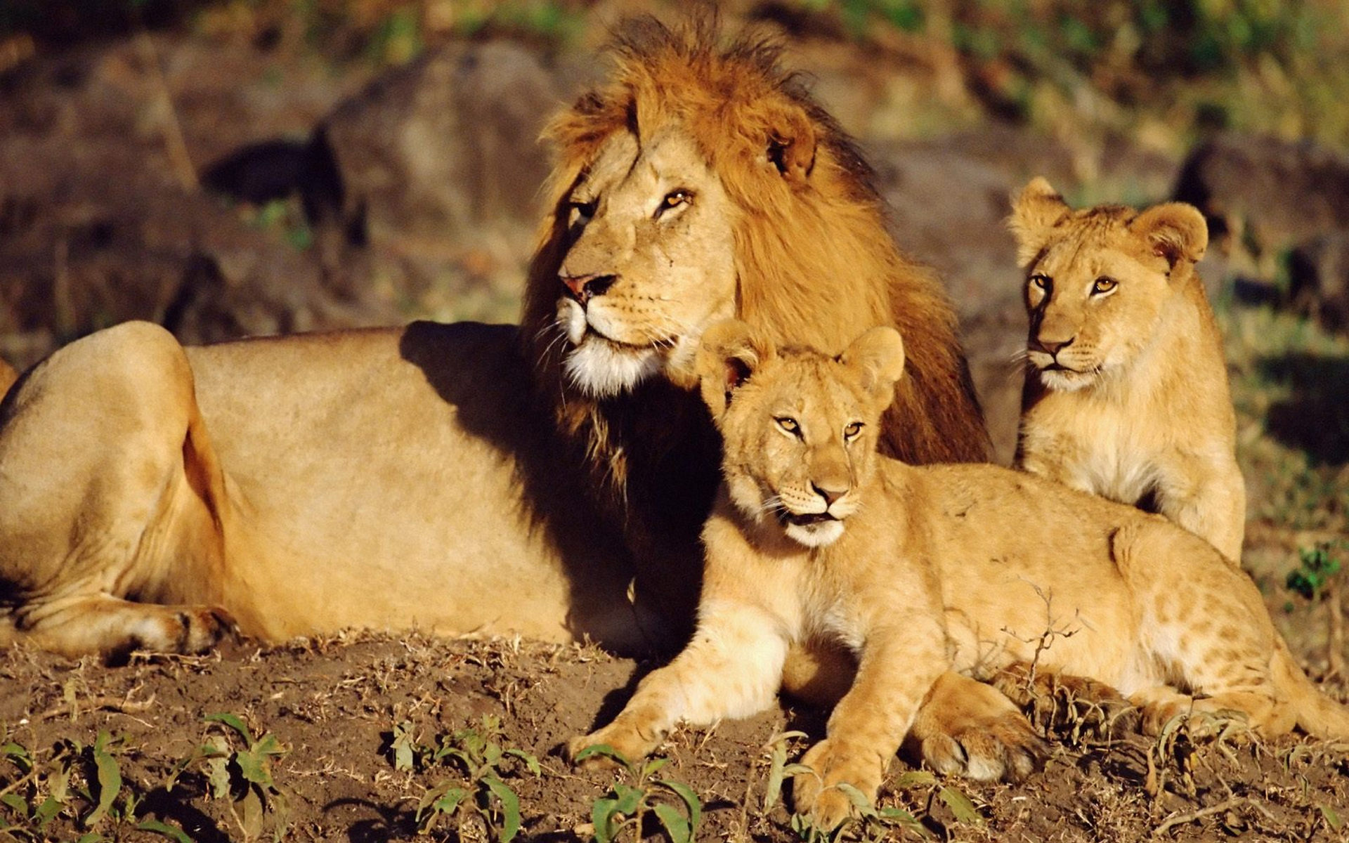 Прайд львов фото lion mane predators 1280x800 wallpapers from salihychev - images for desktop Fon