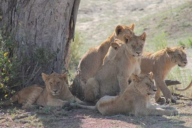 Прайд львов фото A pride of lionesses from Tanzania! #Tweet #AfricanSafari #TanzaniaSafari #Love 