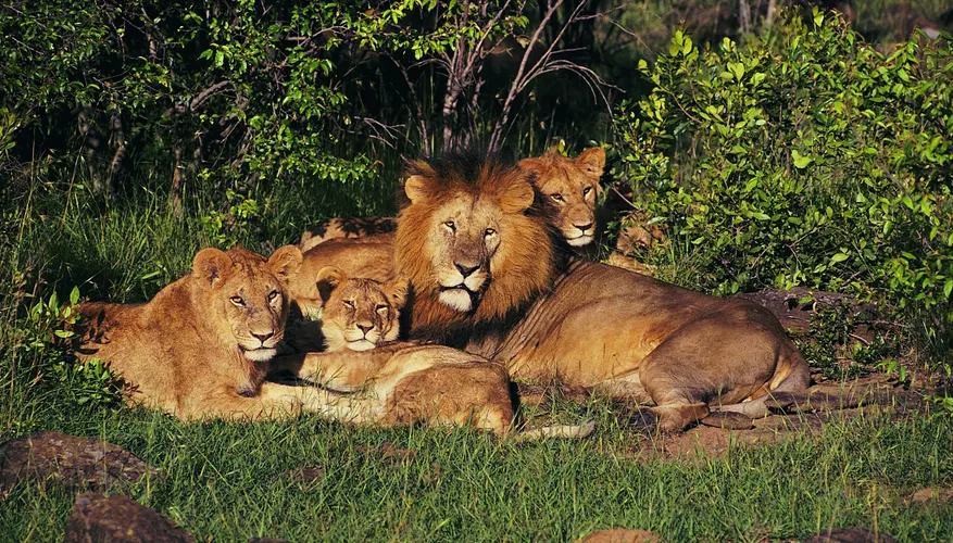 Прайд львов фото What Kind of Community Does the Lion Live In? Lions live, Big cat family, Animal