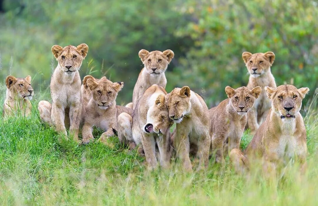 Прайд львов фото Wildlife By Margot Raggett on Instagram: "Hunger games #wildlifephotography" Wil