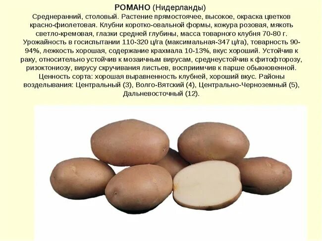 Прайм картофель характеристика отзывы фото Картофель Романо: описание и характеристики сорта, посадка и уход, отзывы с фото