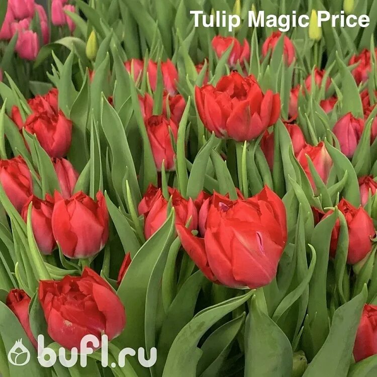 Прайс тюльпаны фото Tulip Magic Price авторское фото BUFL.RU