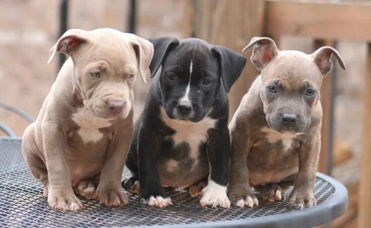 Прайтер собака фото UF Study Finds That Shelters Mislabel Dogs As Pit Bulls Pitbull puppies, Pitbull