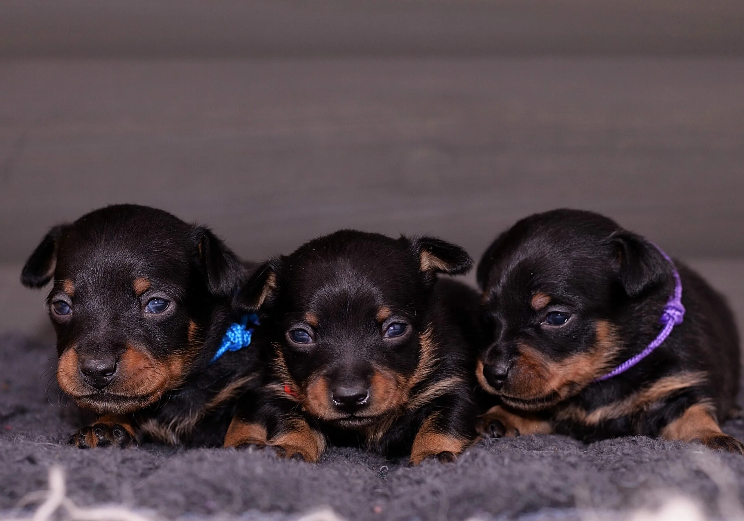 Пражский крысарик фото щенков Litter П Щенки пражского крысарика